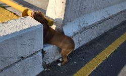 Agentes municipales rescatan a un perrito en avenida Salvador Nava Martínez