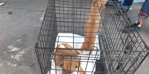 Persiste impunidad en casos de maltrato animal en Rioverde y Ciudad Fernández