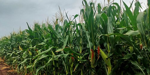 Temporada de frío, esperanza para productores de elote
