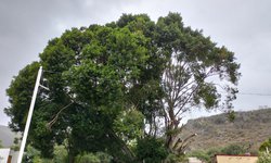 Sigue polémica por poda de histórico árbol en la comunidad El Paraíso