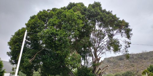 Sigue polémica por poda de histórico árbol en la comunidad El Paraíso