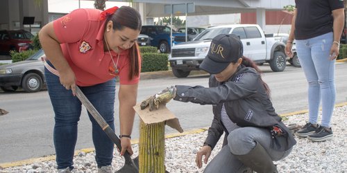 DIF Rioverde continua trabajos de reforestación de camellón de bulevar Carlos Jonguitud Barrios