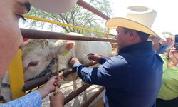 Alcalde Urbiola inició campaña para erradicar la rabia paralítica en el ganado