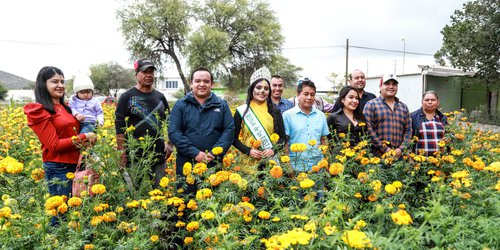 Inicia temporada de corte de flor de cempasúchil en Villa de Reyes