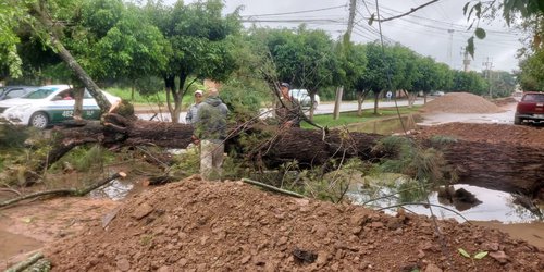 Lluvias derribaron árbol en el ejido El Refugio