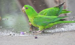 Entregan premios de concurso de fotografía del perico verde