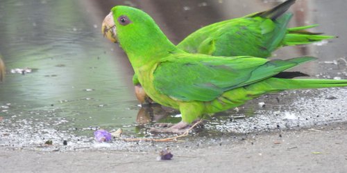 Entregan premios de concurso de fotografía del perico verde
