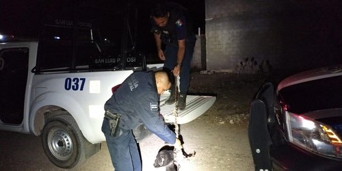 Policías de Ciudad Fernández rescatan a perrito que estaba abandonado