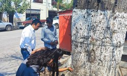Protegen árboles emblemáticos en San Ciro de Acosta