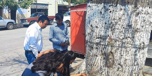 Protegen árboles emblemáticos en San Ciro de Acosta