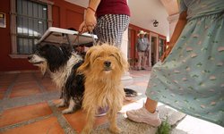Un éxito en la Jornada de Vacunación Antirrábica en la Delegación La Pila