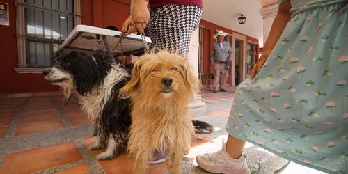 Un éxito en la Jornada de Vacunación Antirrábica en la Delegación La Pila