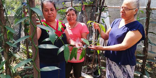SLP participará en Festival Nacional de Orquídeas