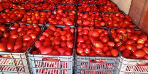 Se apoyará a productores de jitomate ante aranceles anunciados por EU