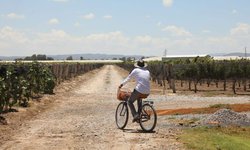 ¡Prepárate para disfrutar el Festival Internacional del Vino en SLP!