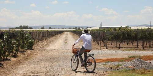 ¡Prepárate para disfrutar el Festival Internacional del Vino en SLP!