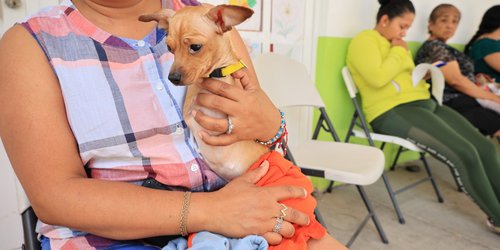 Avanza campaña permanente de esterilización canina y felina en CDFDZ