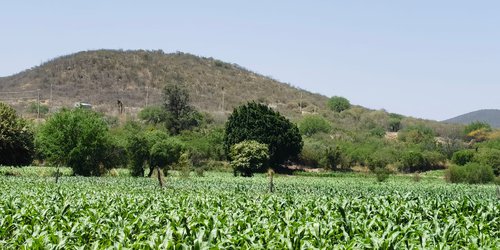Centro de Investigación El Balandrán trabaja para erradicar plagas sin uso de agroquímicos