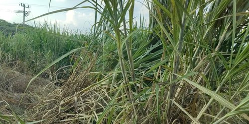 Productores potosinos se benefician con lluvias y refuerzan control de plagas: Sader