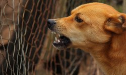 Refuerzan vigilancia contra la rabia en San Luis Potosí