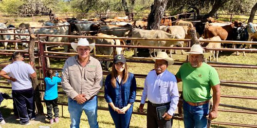 San Luis intensifica campaña de ganado libre de tuberculosis