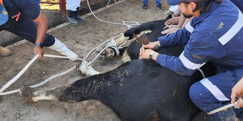Crean Grupo de Reacción para atender posible brote de Gusano Barrenador del Ganado.