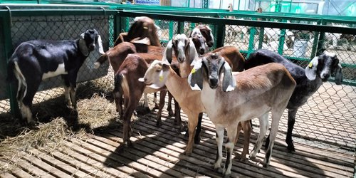 SLP fortalece la caprinocultura regional