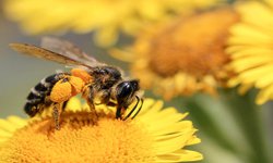 Nos vamos a acabar las abejas, pero no el dragón amarillo: especialista
