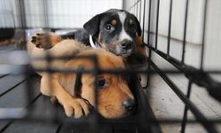 Hay poco interés en la adopción de mascotas; la gente prefiere perros “de raza”