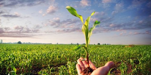 Agronomía, profesión noble y de gran importancia para la alimentación de calidad