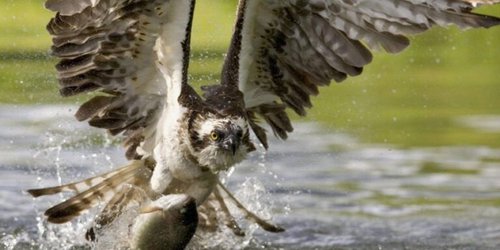 El Águila Cola Blanca reaparece luego de 240 años de ausencia