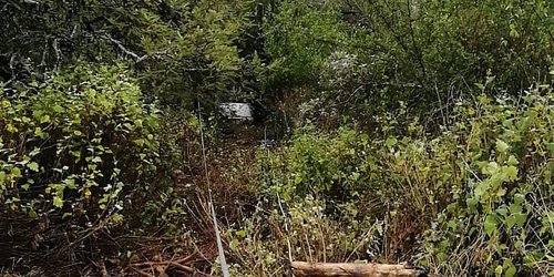 Localizan cuerpo sin vida en el interior de un vehículo en sierra de Alamitos