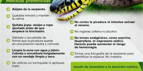 En temporada de calor prevenga mordeduras, picaduras o contacto con animales ponzoñosos