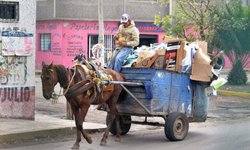 Piden cumplimiento de la ley en cuanto a prohibir el uso de animales de tiro para recoger basura