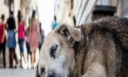 Fortalecerán acciones para ayudar a perros y gatos en situación de calle