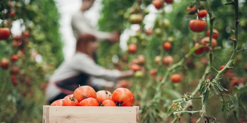 Con amparos, productores de tomate libran aranceles de Estados Unidos