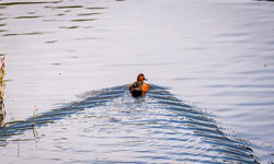 Se consolida parque Tangamanga como refugio natural de aves migratorias