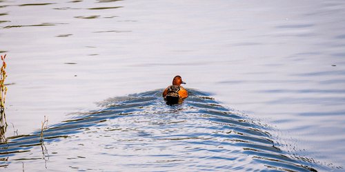 Se consolida parque Tangamanga como refugio natural de aves migratorias