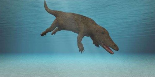 Hallan ballena de cuatro patas en Perú