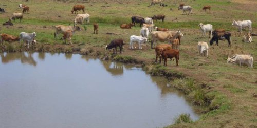 Gracias a las lluvias, bordos de abrevadero están llenos