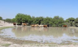 Cabildo de la capital respalda proyecto de bordos de abrevadero en beneficio del sector agropecuario