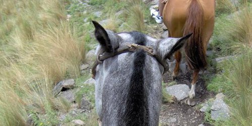 Muere adulto mayor al caer de caballo en comunidad Laguna Verde