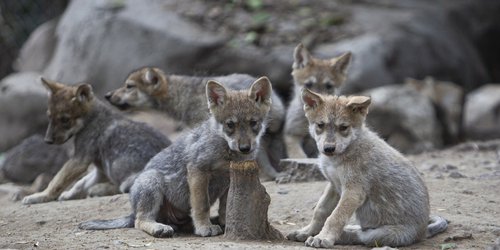 Buscan nombres para lobitos mexicanos que nacieron en el Zoológico Chapultepec