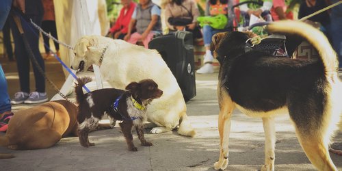 Buena respuesta de la ciudadanía a campañas de esterilización en CDFDZ