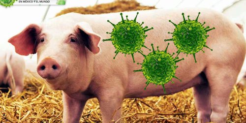 China encuentra nuevo virus G4-EA-H1N1 que tiene riesgo de pandemia, advierten