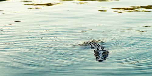Cocodrilo devoró a una mujer que lavaba ropa en un río de Tampico
