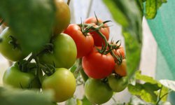 Hortalizas se convierten en un mal negocio para productores agrícolas