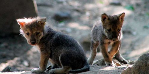 Nacen 5 crías de lobo mexicano en el zoológico de Chapultepec en CDMX.