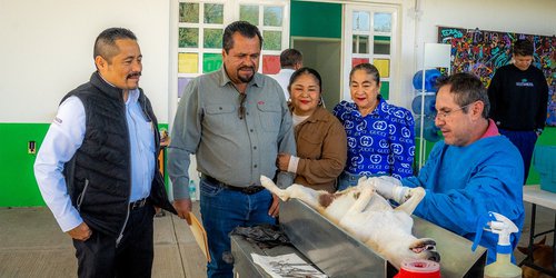 Realizan jornada de esterilización canina y felina en la cabecera