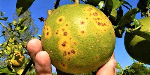 Alertan sobre impacto del dragón amarillo en cítricos de la zona Media de SLP